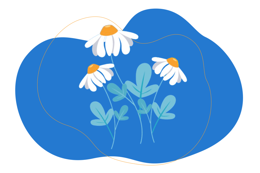 Ilustração da flor da camomila